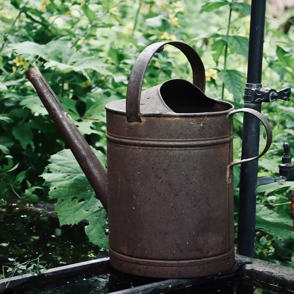 myrtilles du potager