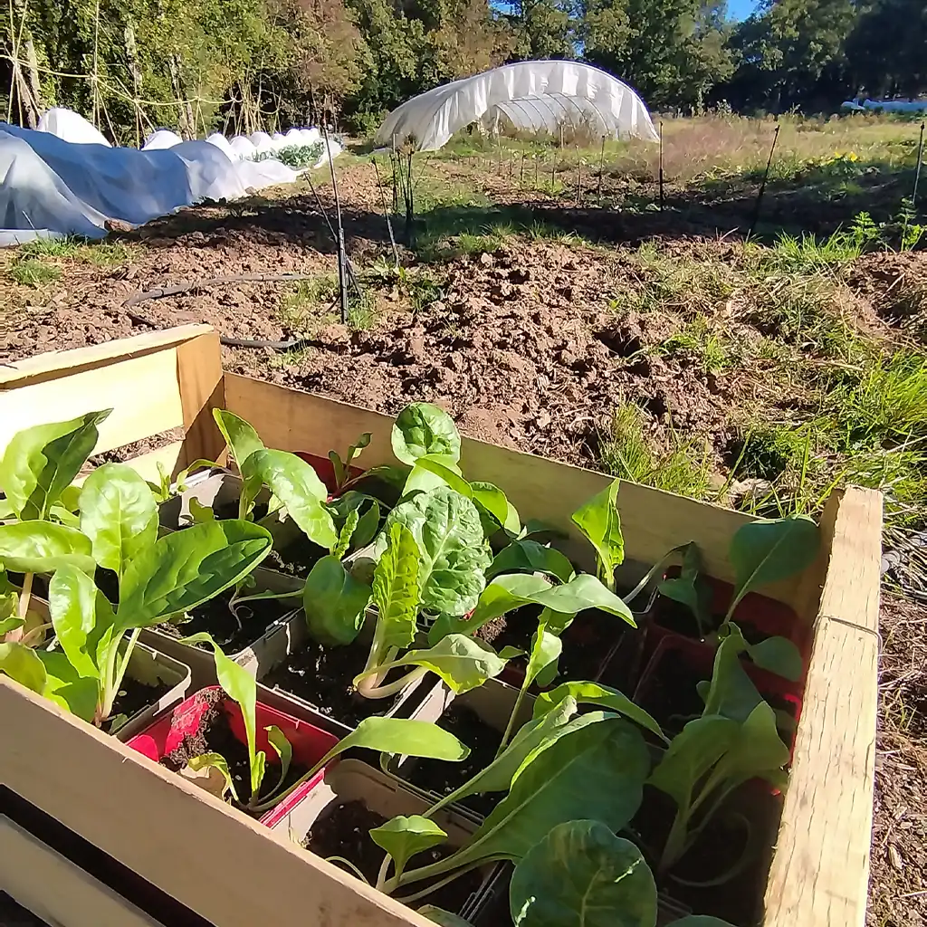 plant de feves en permaculture