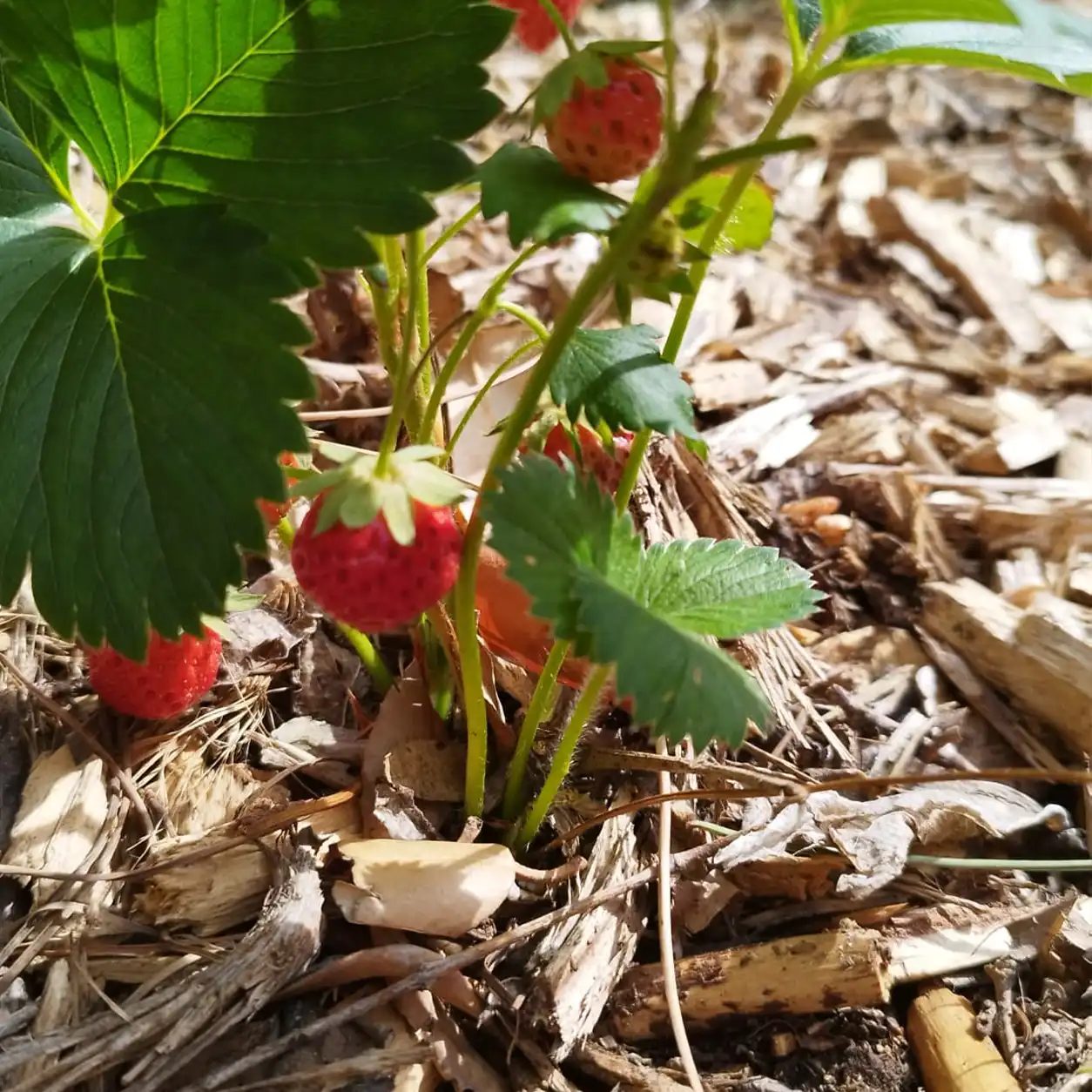 fraisier au jardin