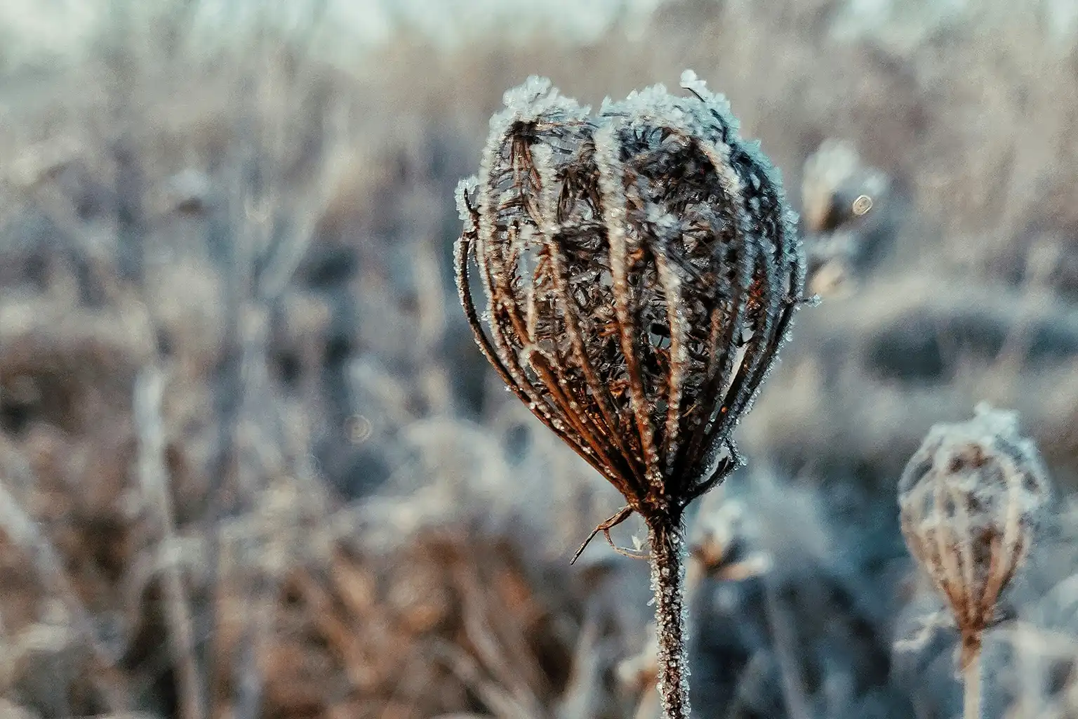 hiver au jardin