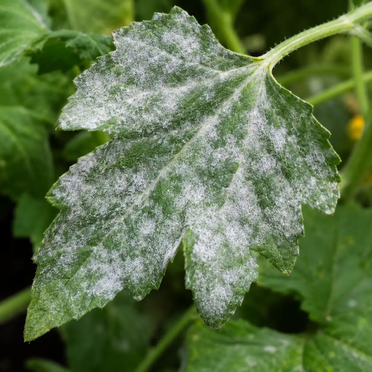 oidium potager