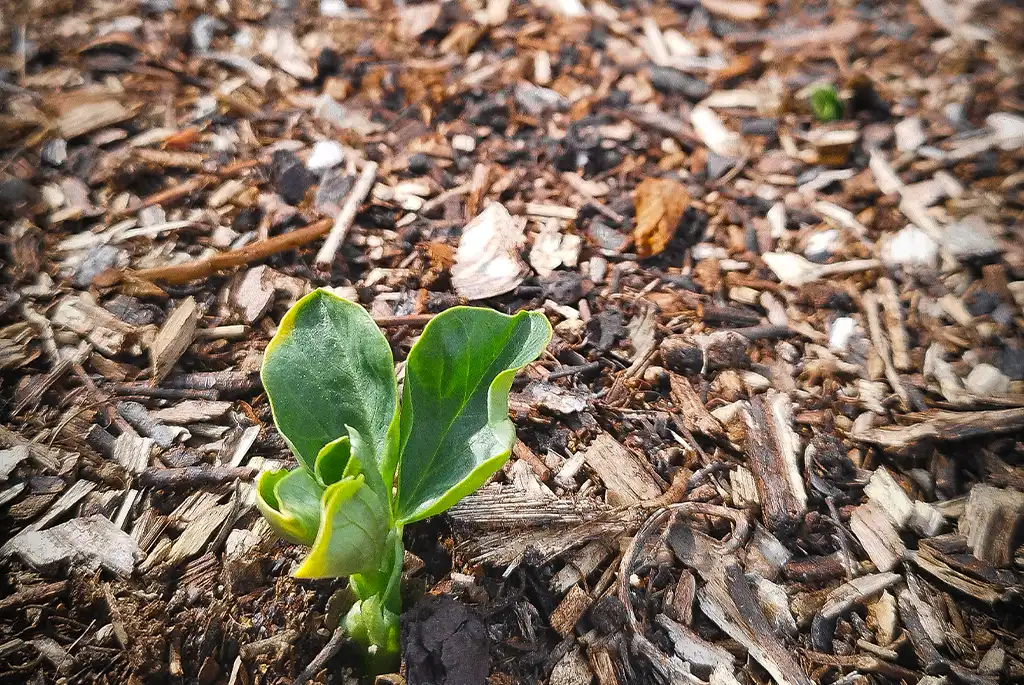 detail paillage permaculture
