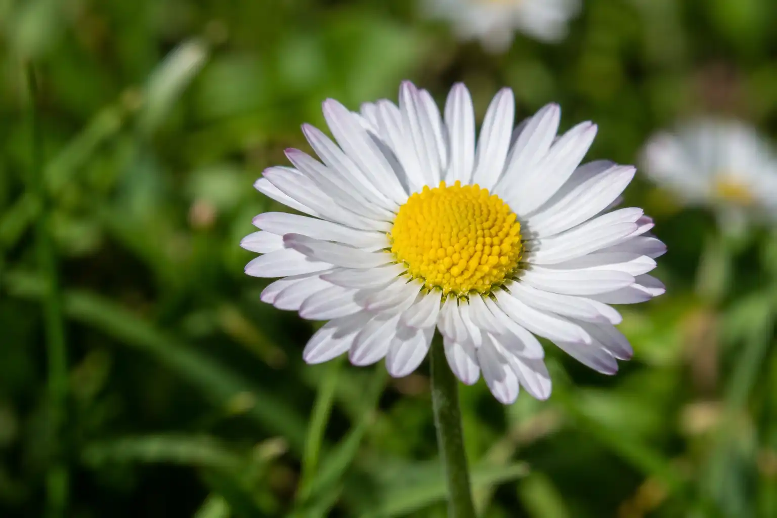 paquerette en fleur