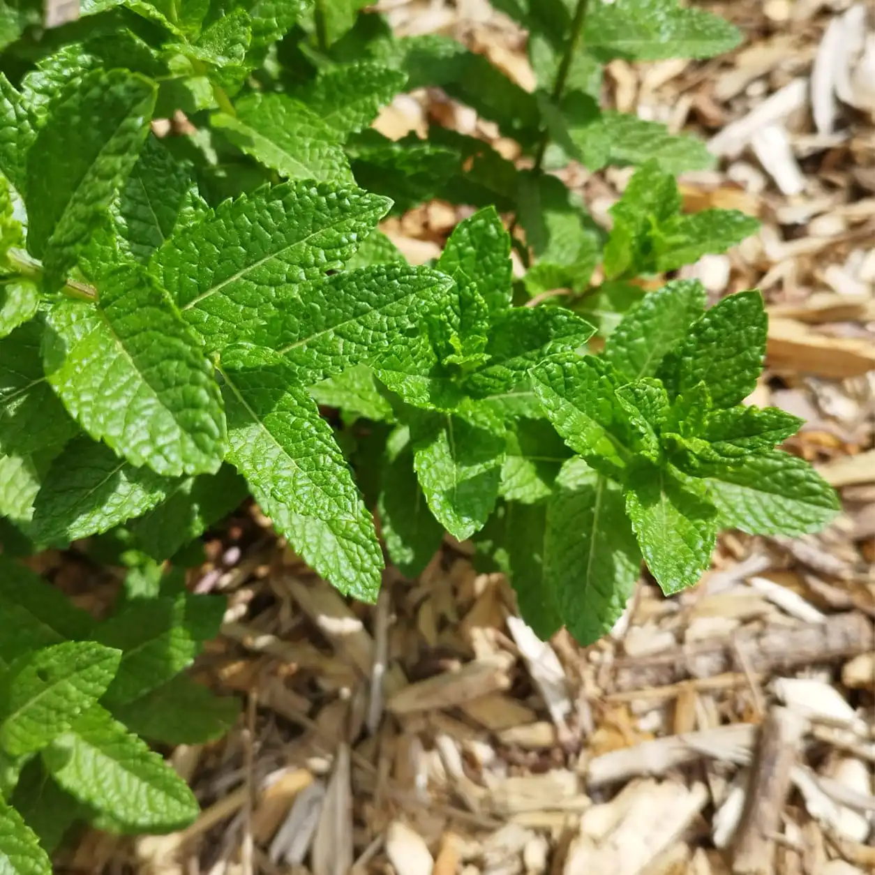 plant de menthe au jardin