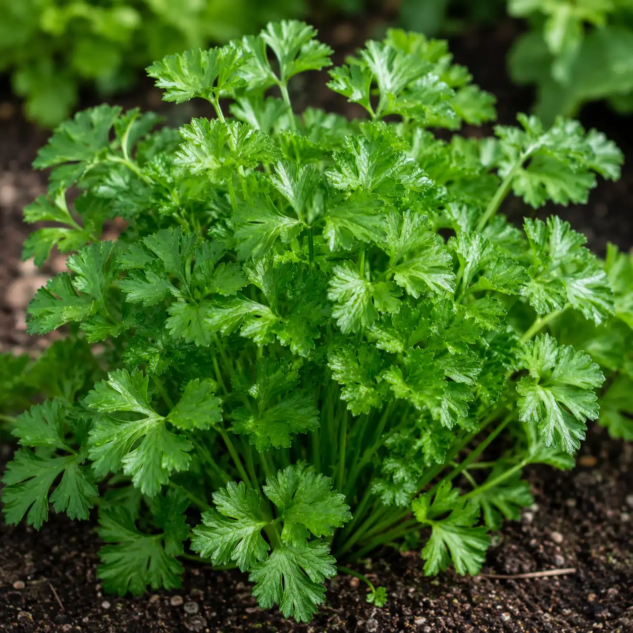 plant de persil