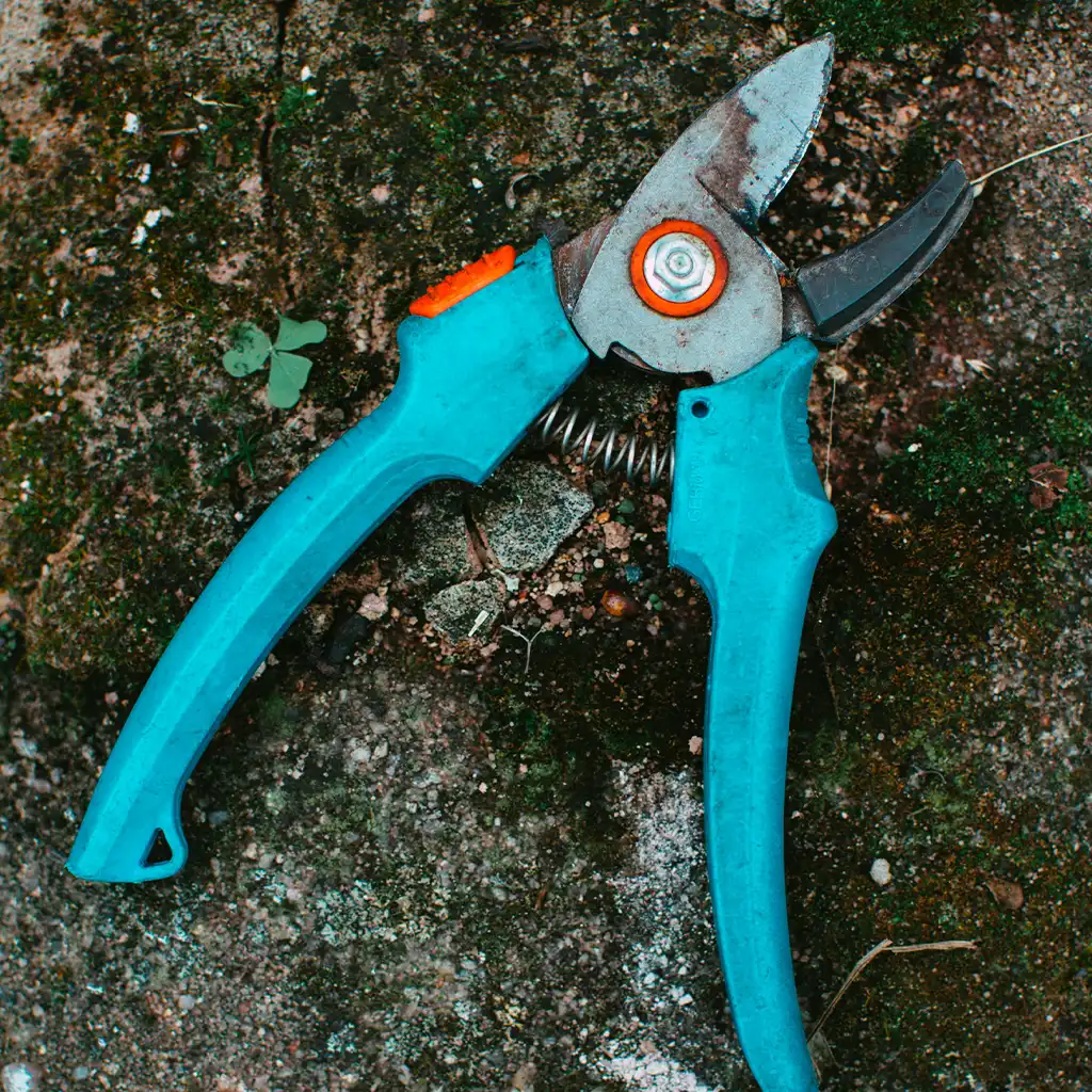 myrtilles du potager