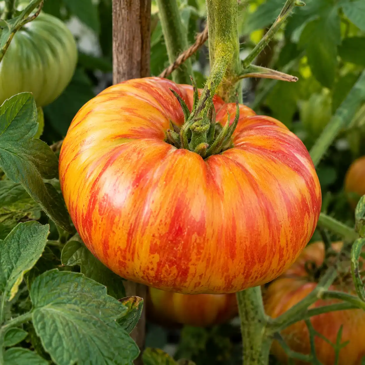 tomate ananas