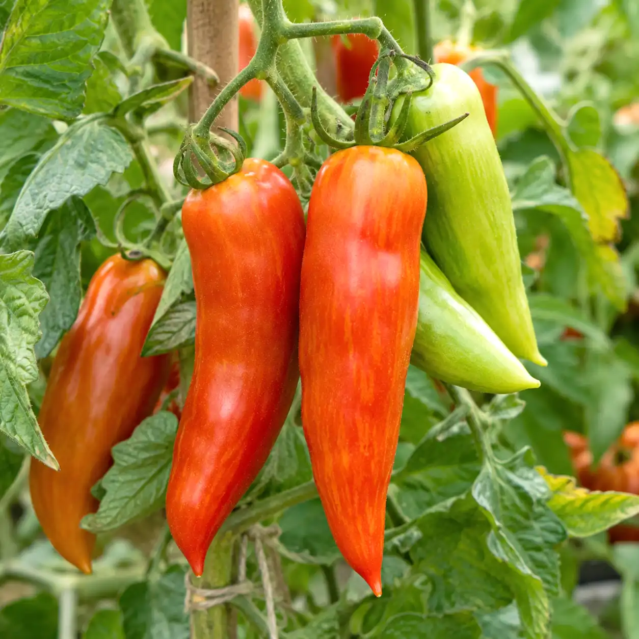 tomate andine cornue