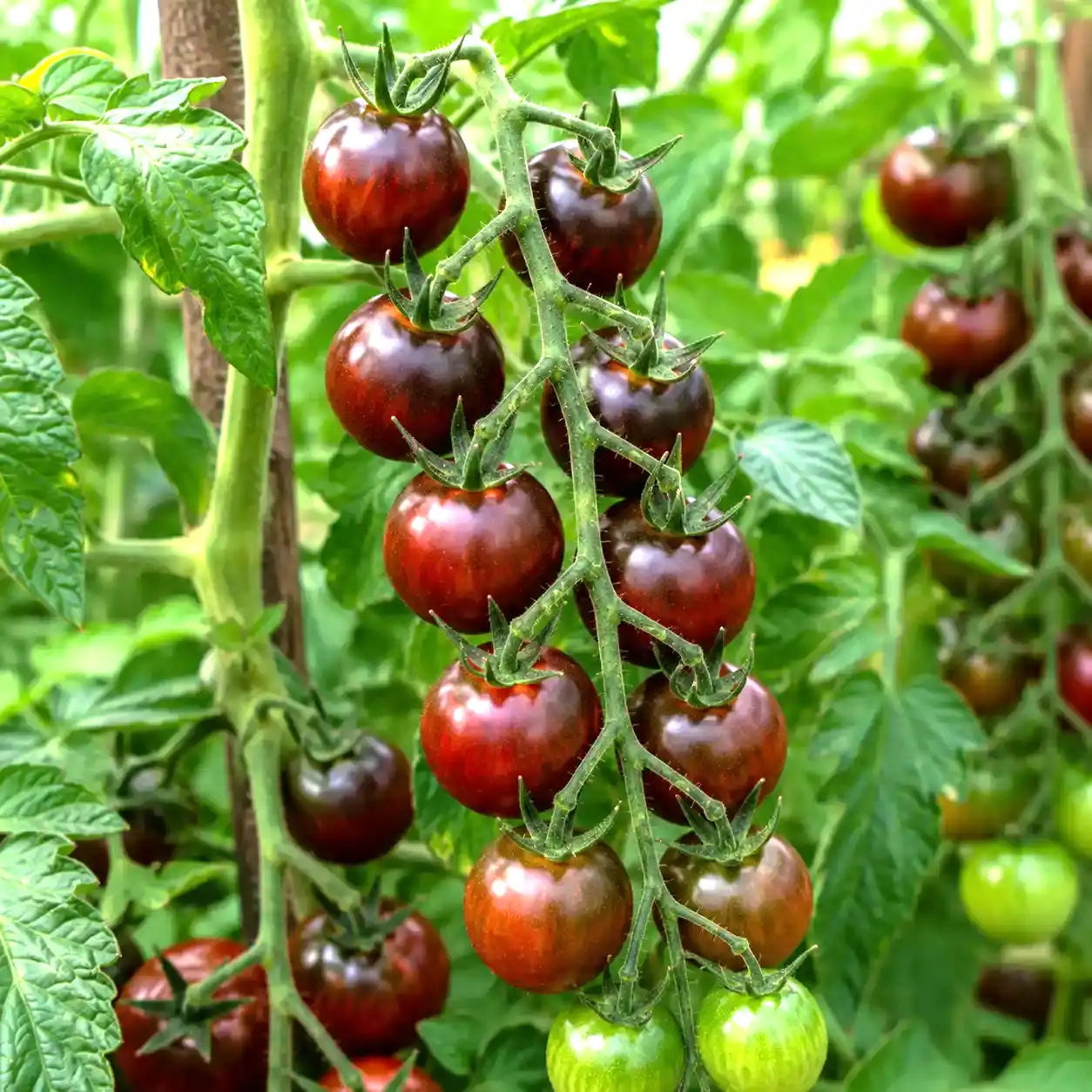 tomates cerises black cherry