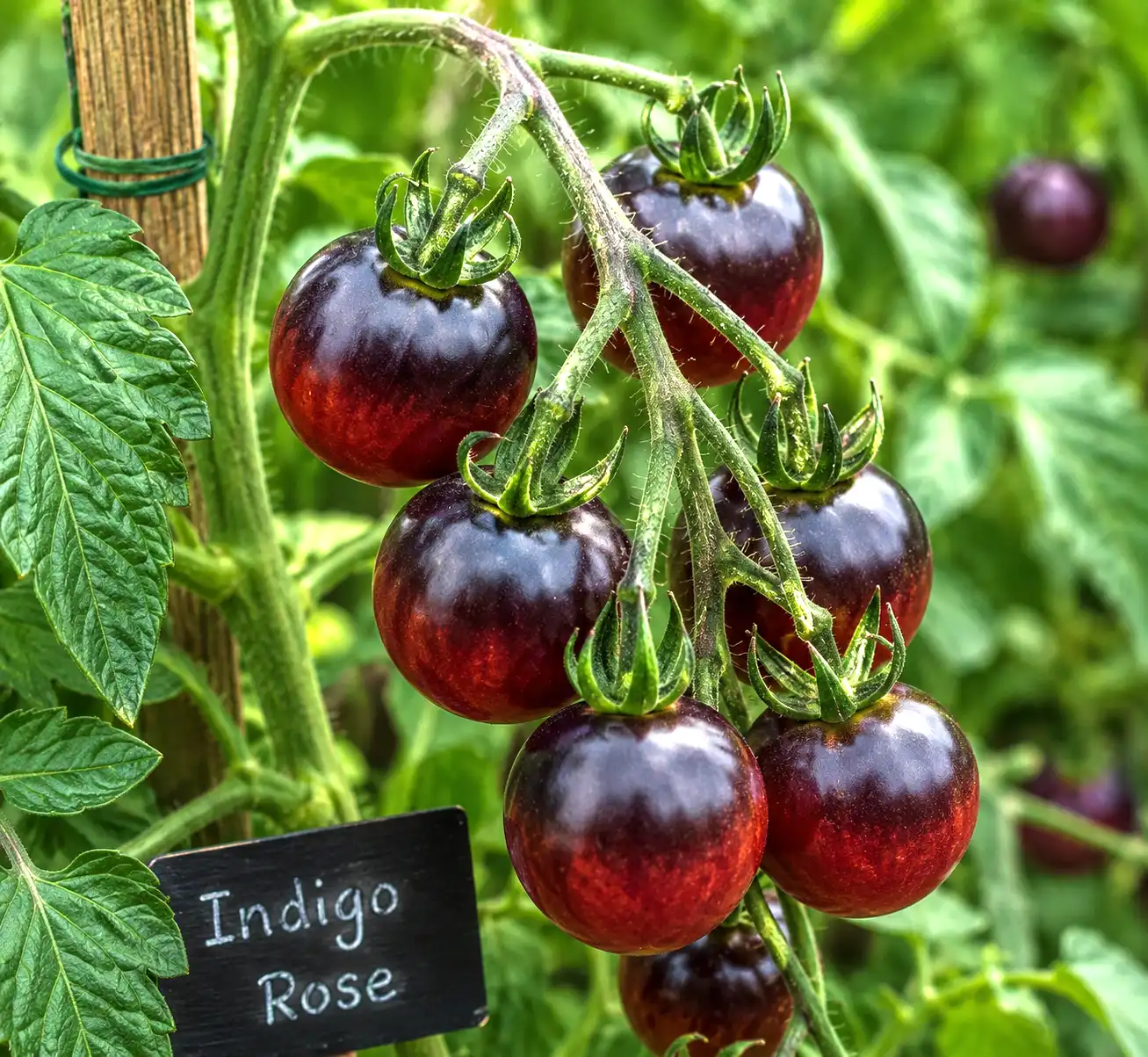 tomate indigo rose