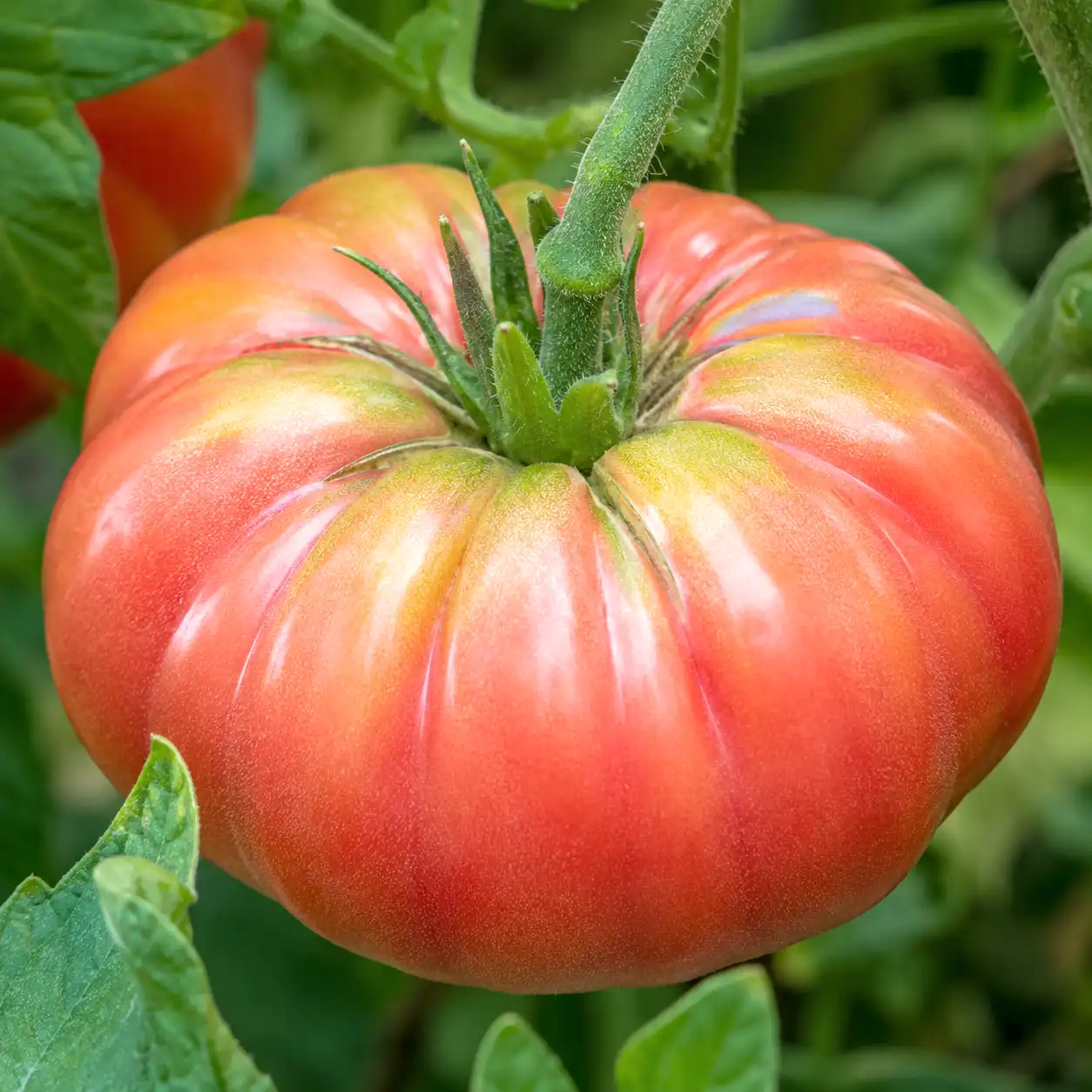 tomate marmande