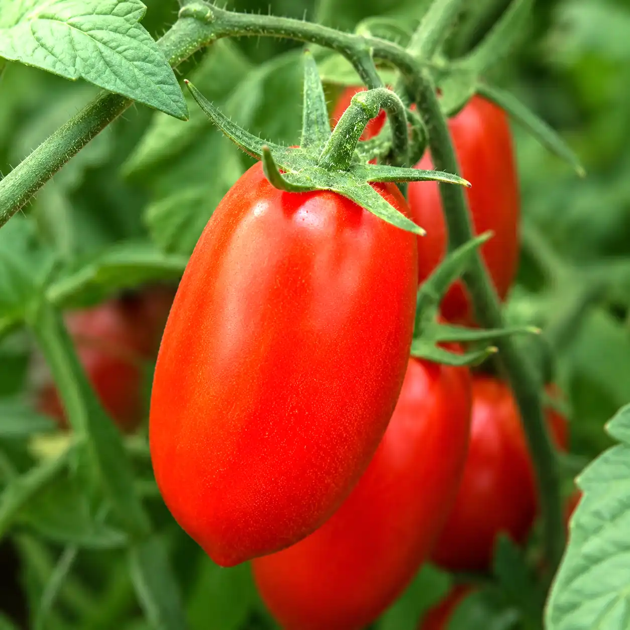tomate roma