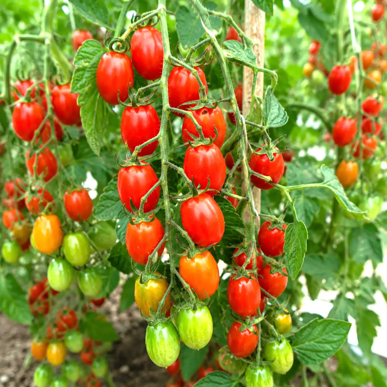 tomate super sweet 100