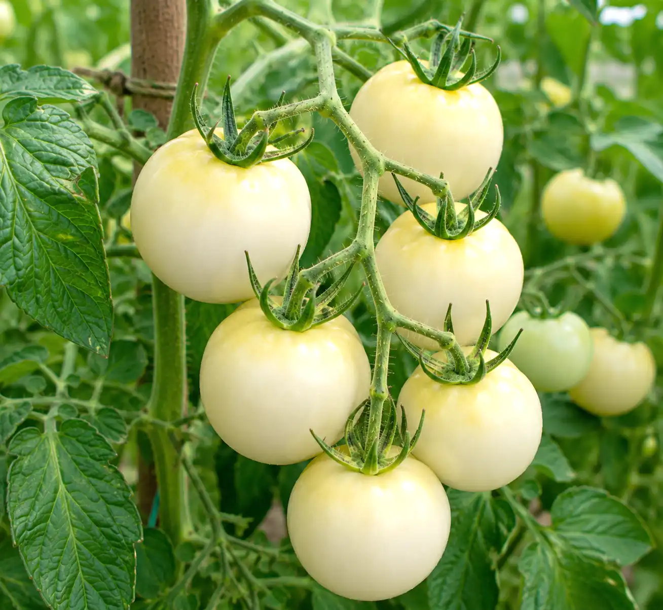 tomates white queen