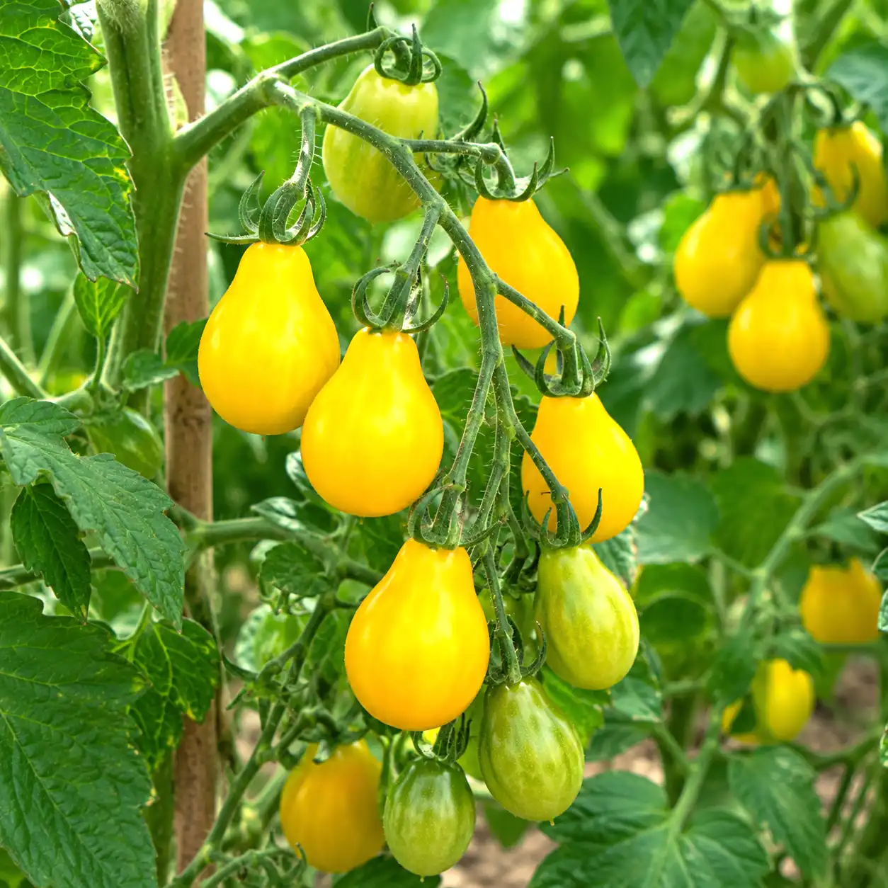 tomates yellow pear