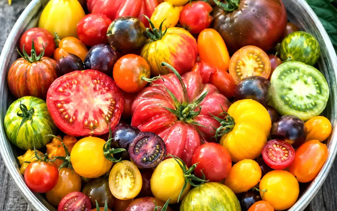 Quelles variétés de tomates choisir ?