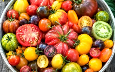 Quelles variétés de tomates choisir ?