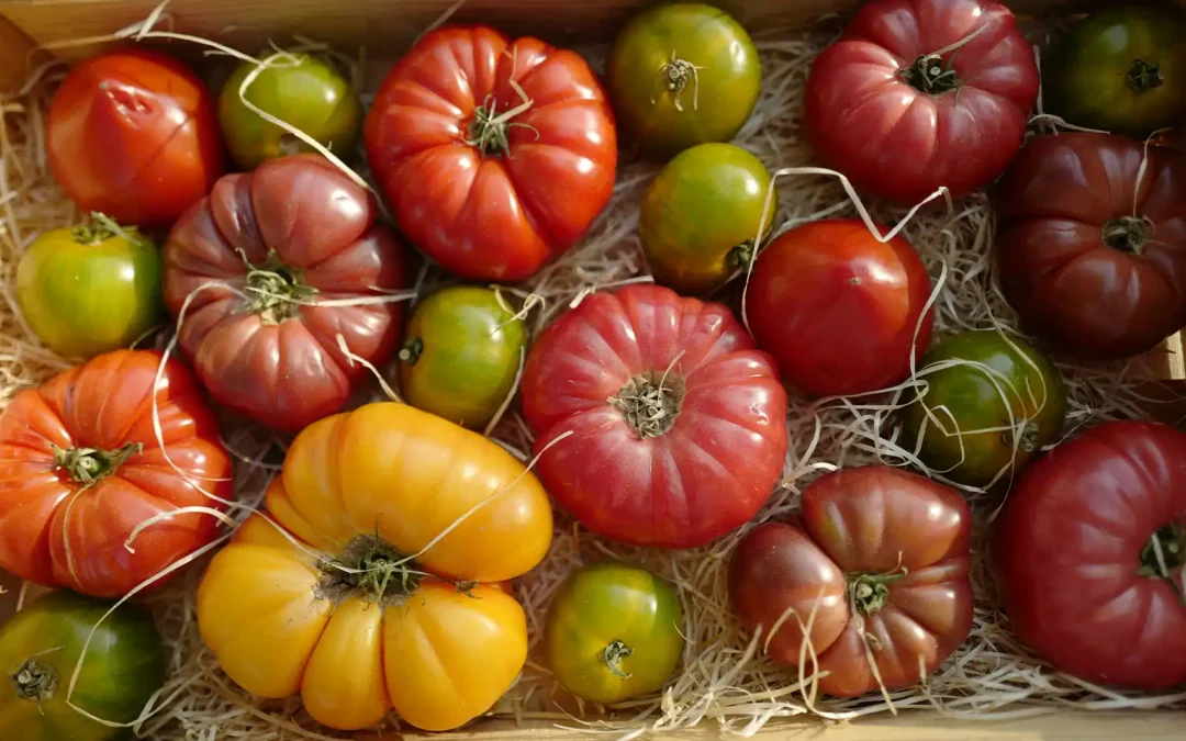 Quelles variétés de tomates choisir ?