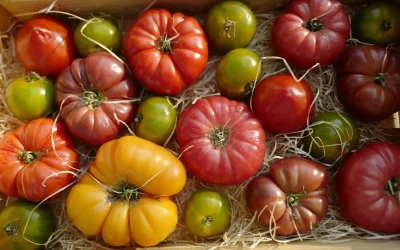 Quelles variétés de tomates choisir ?