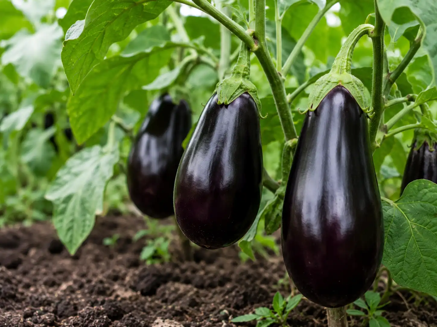aubergines