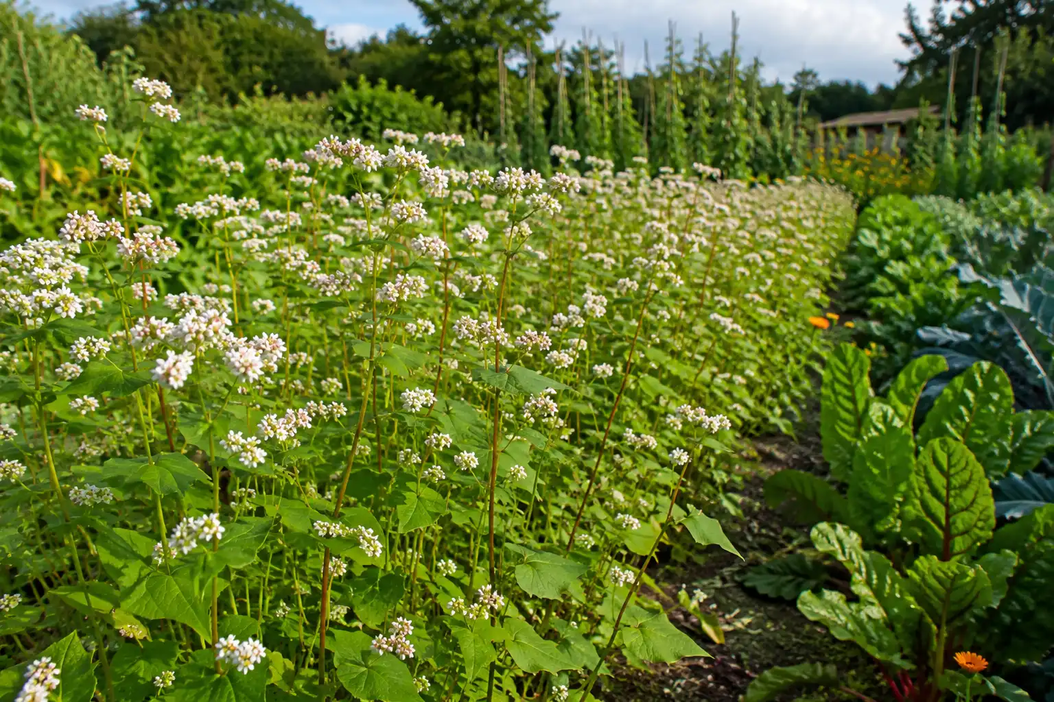 sarrasin potager