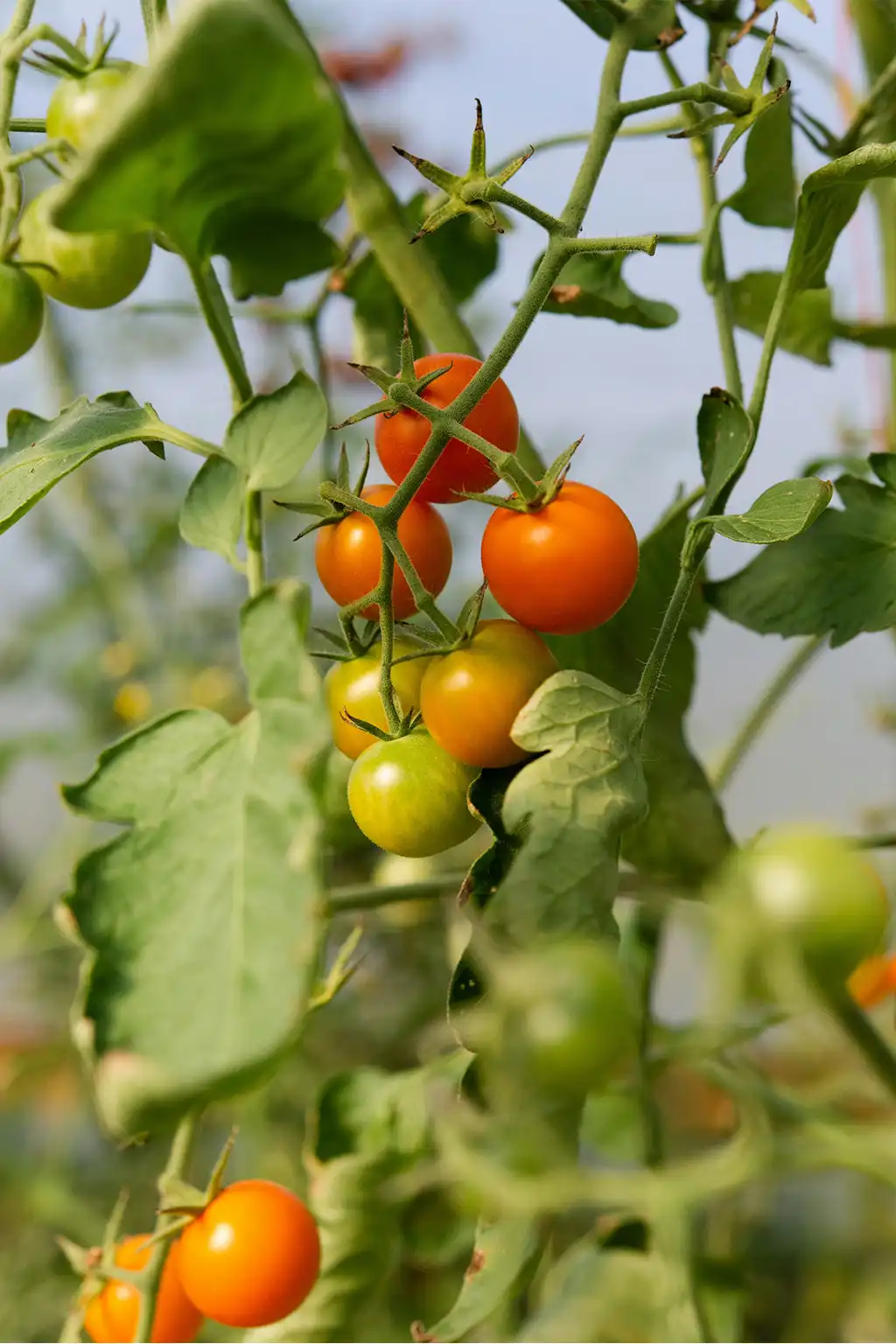 tomate cerise au potager