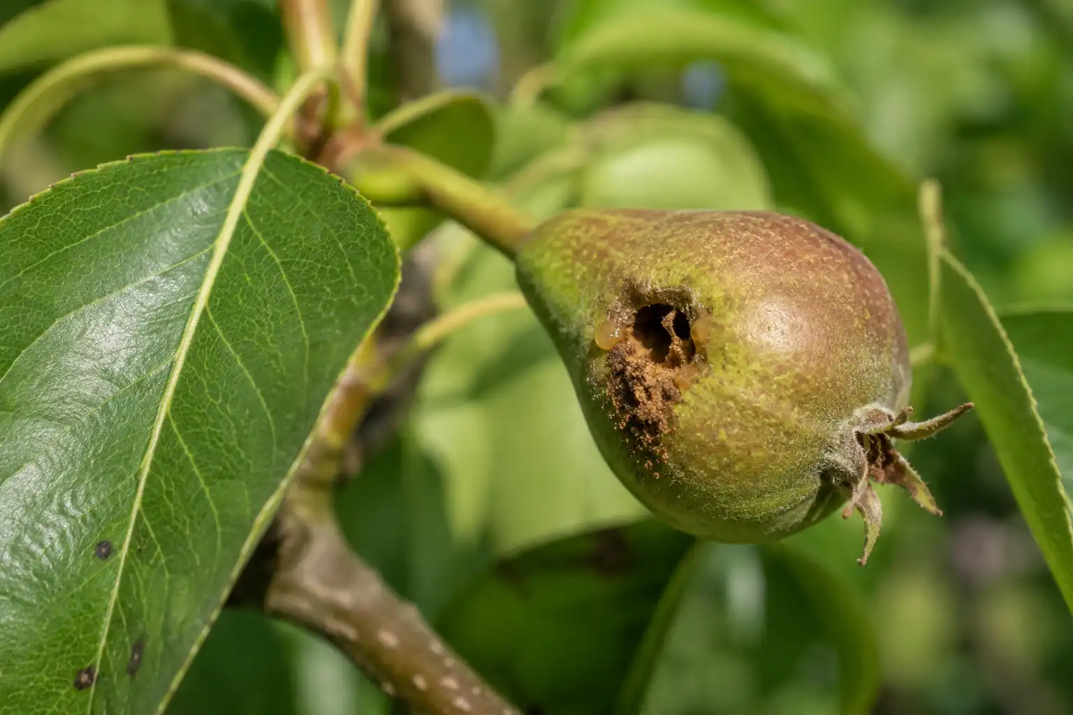 attaque carpocapse sur poire
