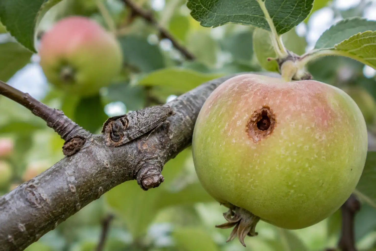 carpocapse sur pomme