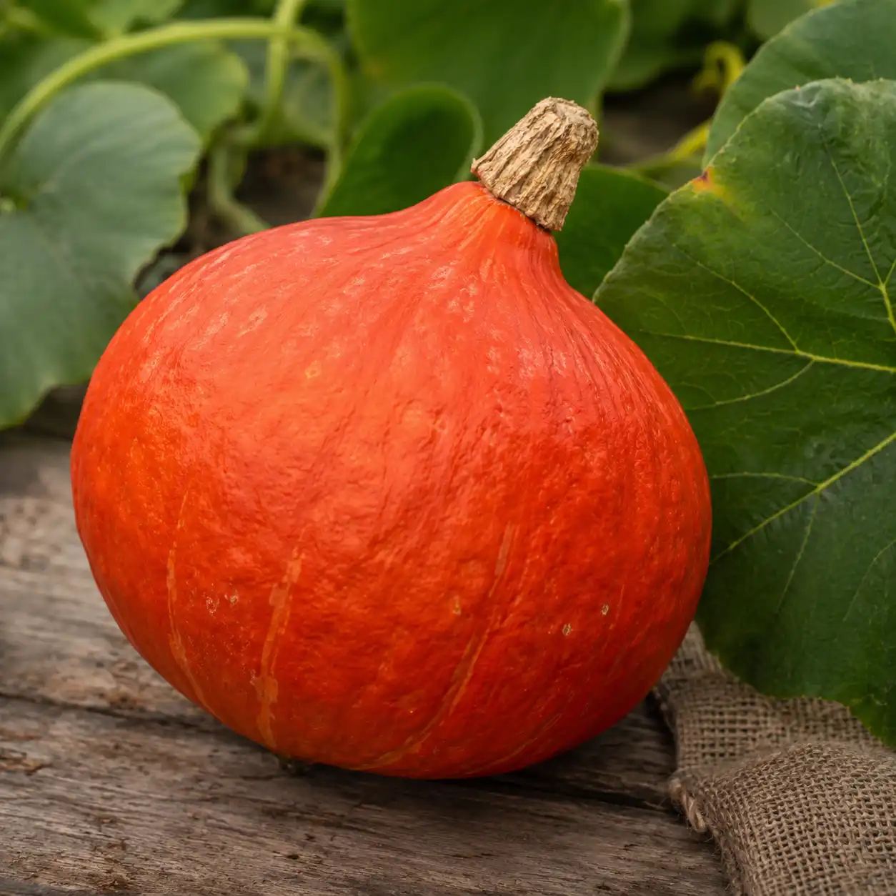 tomate ananas