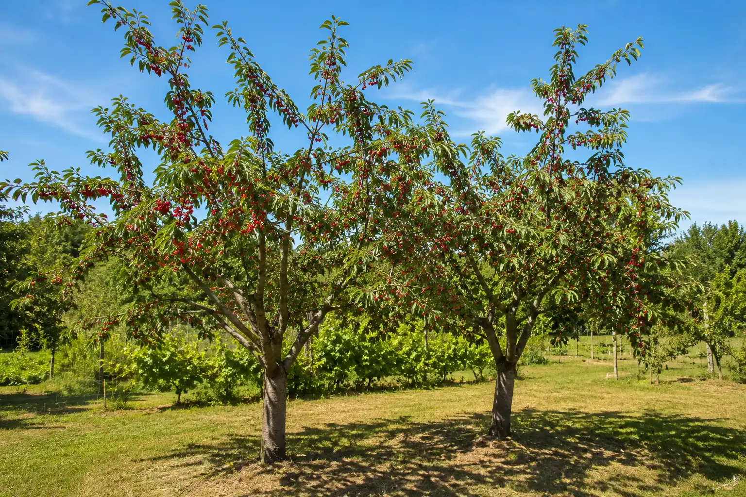 deux cerisiers dans un jardin