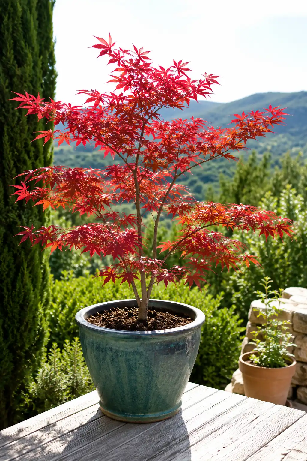 erable japonais en pot