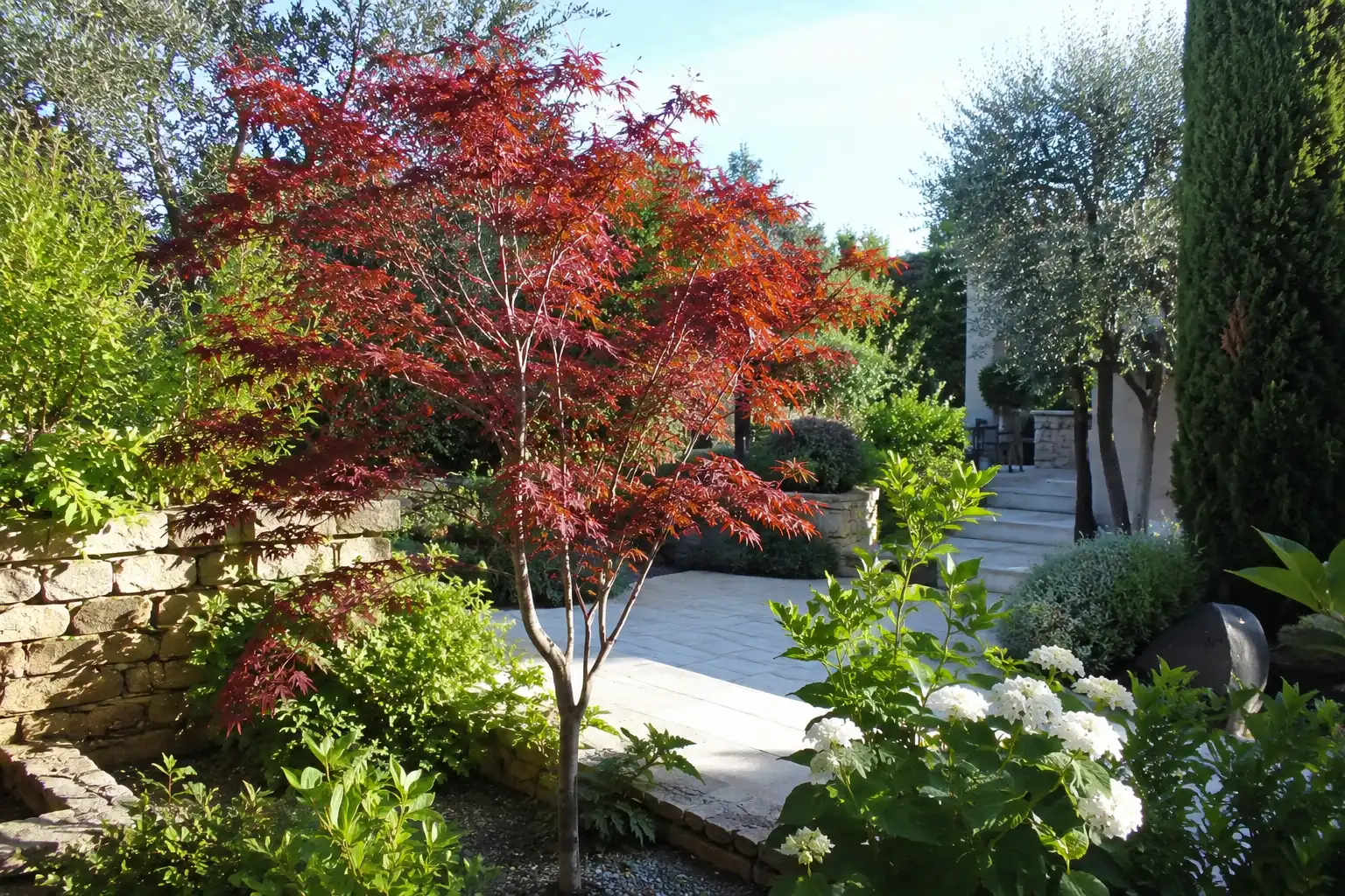 erable japonais jardin provence