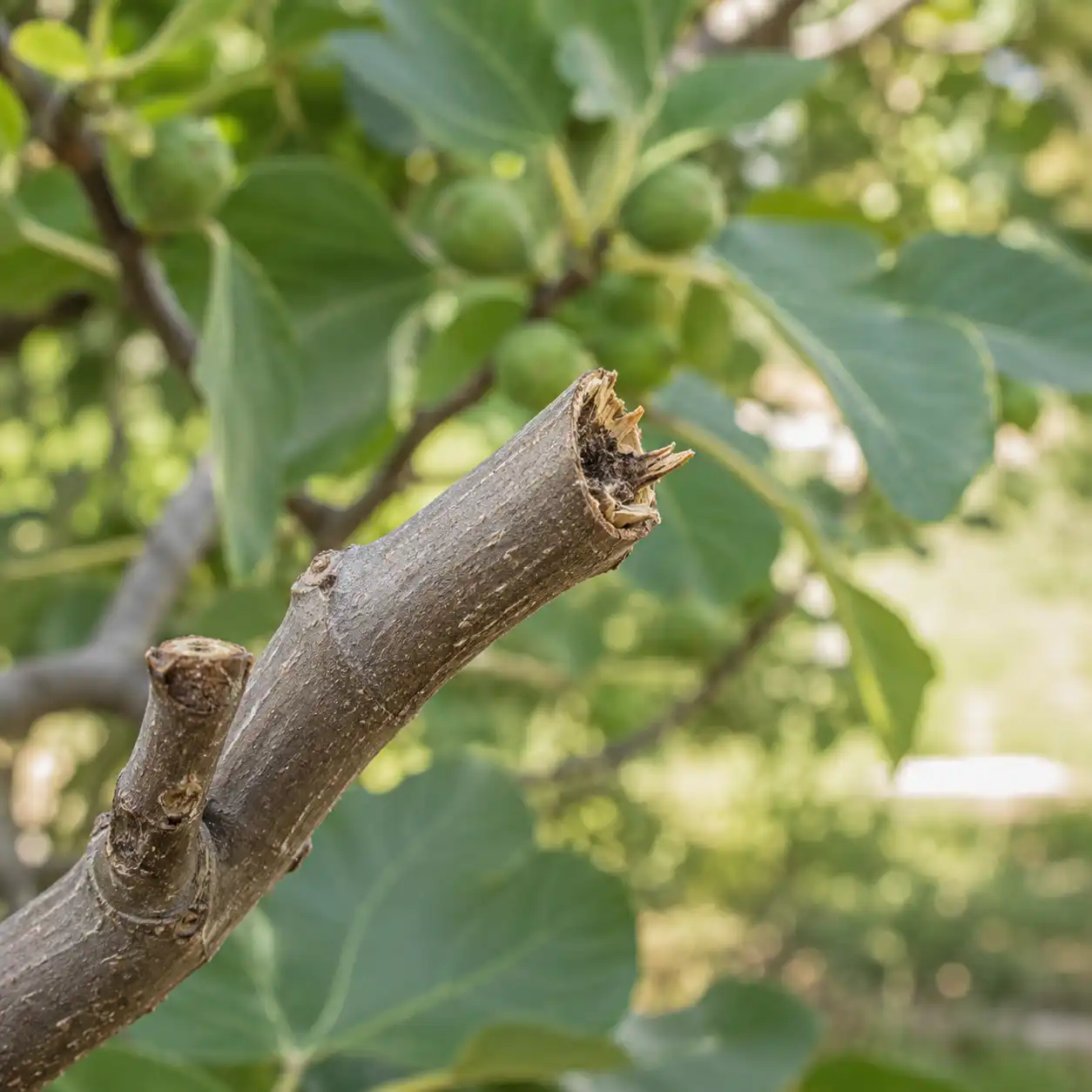 moignon de branche