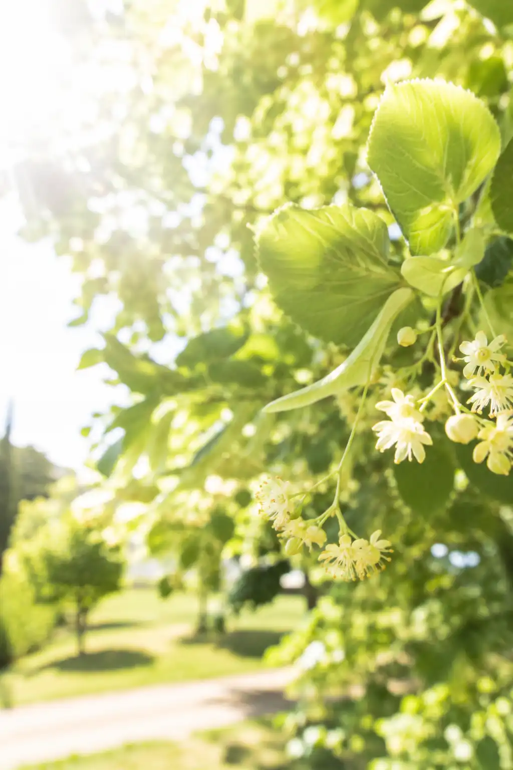 fleurs de tilleul
