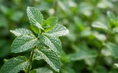 Quand et comment planter la menthe au potager ? Le guide complet