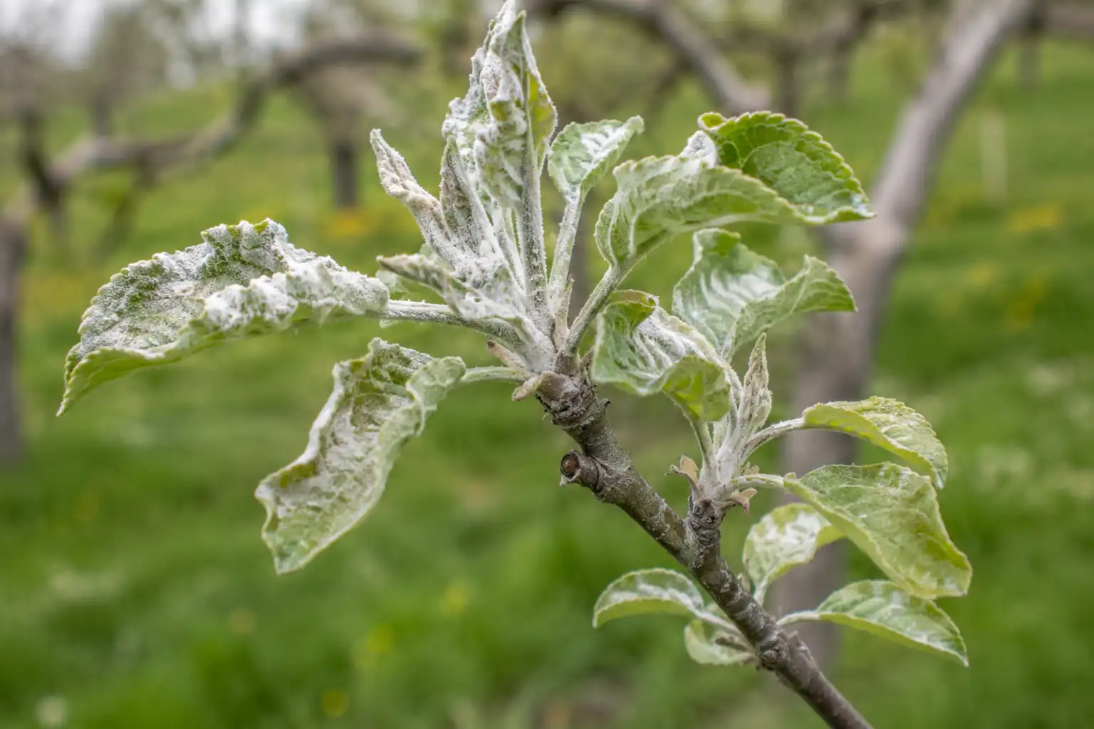 oidium attaque jeune plant de pommier