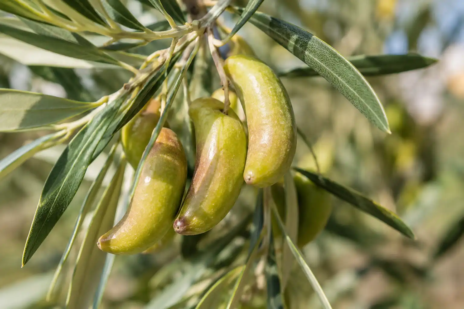 olive lucques