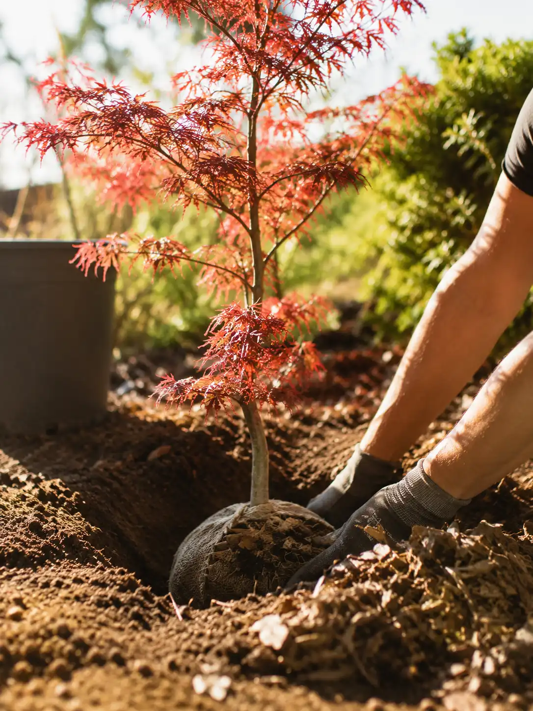 plantation erable du japon