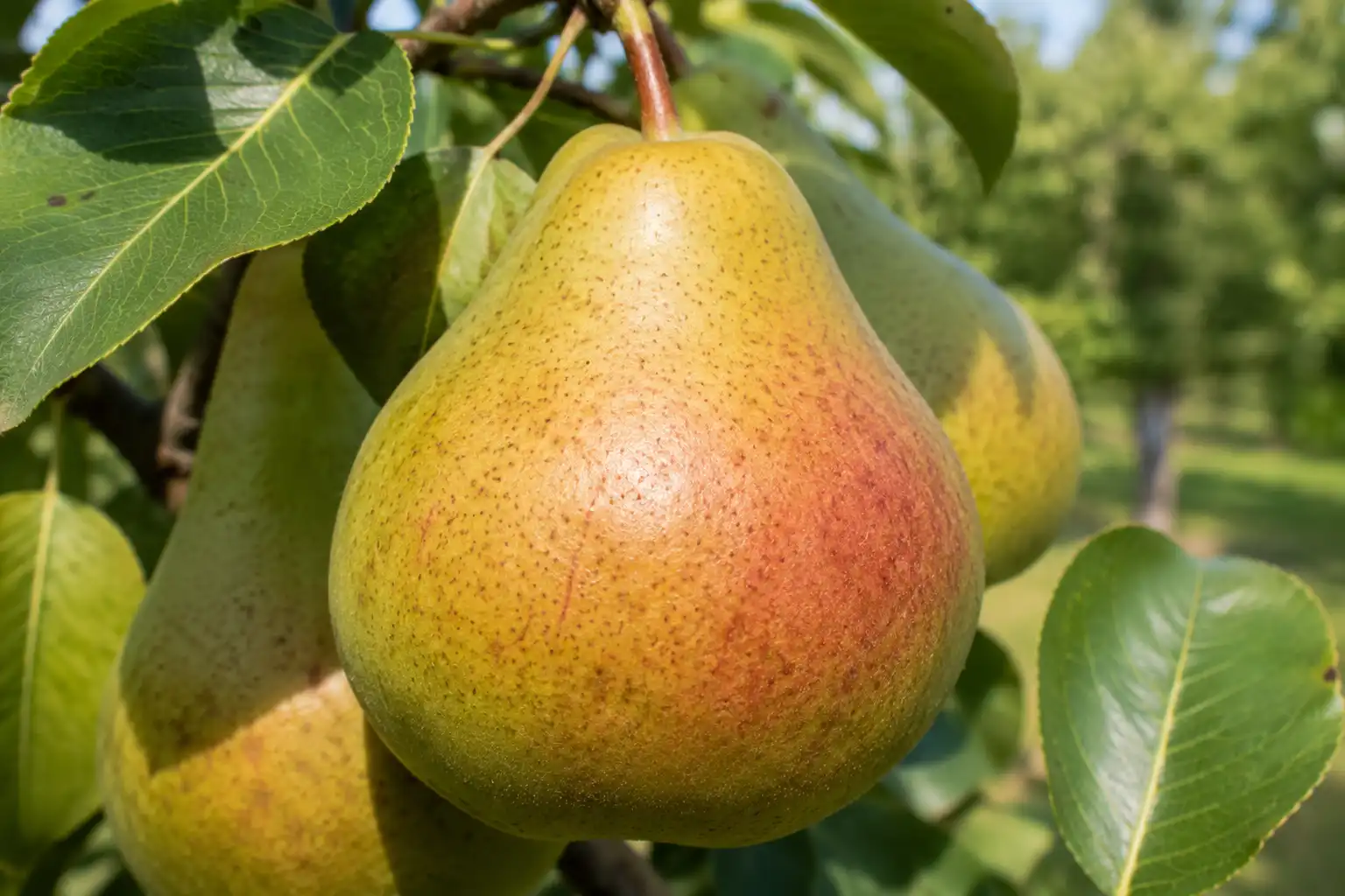 poire louise bonne avranche