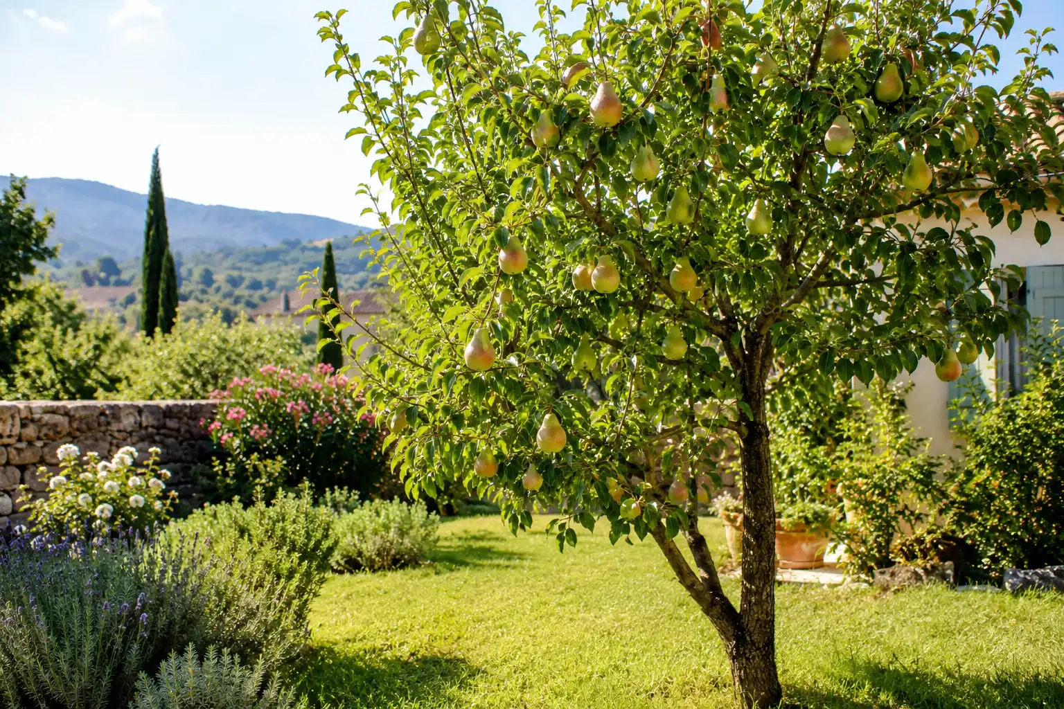 poirier charge en fruit