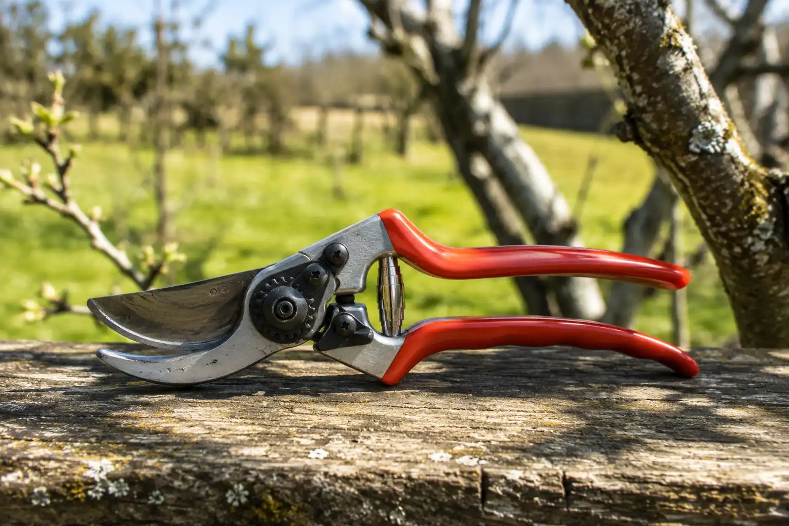 secateur pour pommier