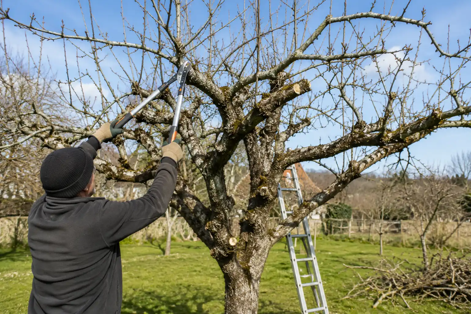 taille vieux pommier