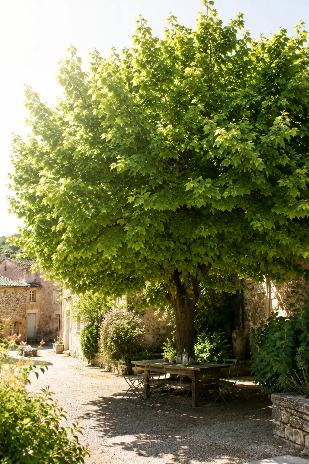 tilleul ombre jardin