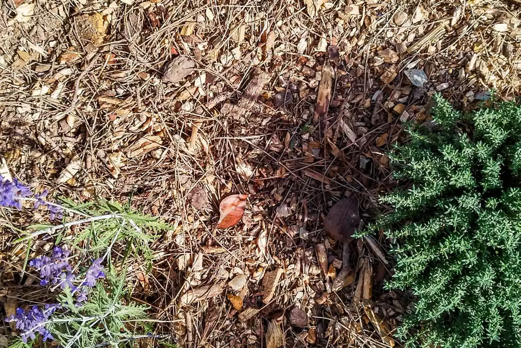 detail paillage permaculture