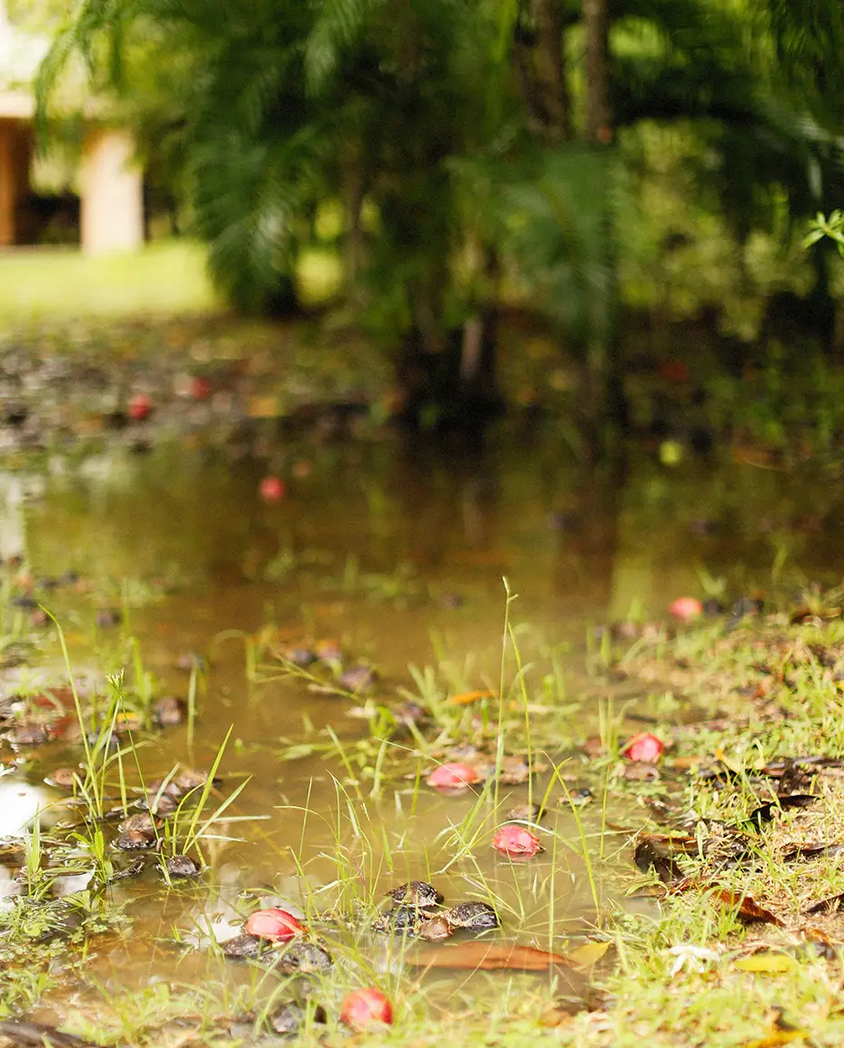 gestion pluie jardin